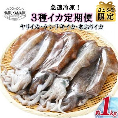 ふるさと納税 美浜町 [発送月固定定期便][さとふる限定]急速冷凍したお刺身で食べるイカ3種[約1kg]全6回