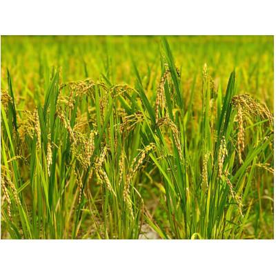ふるさと納税 大網白里市 【毎月定期便】2年連続特A評価!千葉県産コシヒカリ 精米 5kg(5kg×1袋)全6回の画像