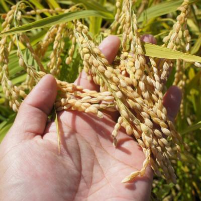 ふるさと納税 松江市 【毎月定期便】島根県産「とんばら門コシヒカリ(美味しまね認証・飯南町)」5kg(松江市)全3回の画像