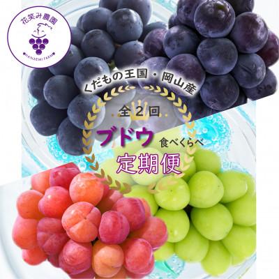 ふるさと納税 津山市 [発送月固定定期便]岡山 花笑み農園のブドウ食べ比べ 全4種全2回