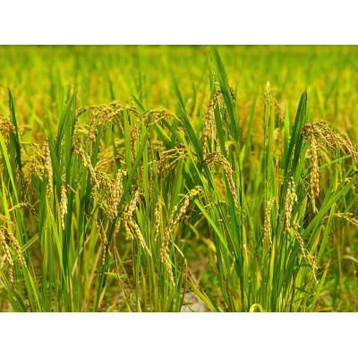 ふるさと納税 大網白里市 【毎月定期便】2年連続特A評価!千葉県産コシヒカリ 無洗米 5kg(5kg×1袋)全3回