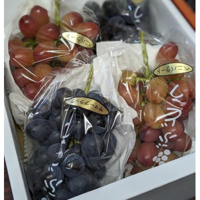 ふるさと納税 大口町 [毎週定期便][種なし]巨峰2房+旬のぶどうの食べ比べ約2kgセット全4回