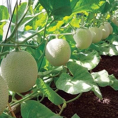 国内配送 袋井市 ふるさと納税 21年9月発送開始 定期便 クラウンメロン 白等級 中玉1玉 全6回 さとふる 通販 Yahoo ショッピング 輝く高品質な Www Lequotidien Mr