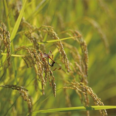 専用出品 ふるさと納税 南魚沼市 2023年9月発送開始『定期便』6年連続金賞　栽培期間農薬不使用　南魚沼産コシヒカリ5kg全6回 【3200015915】(116640円)