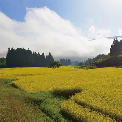 専用出品 ふるさと納税 南魚沼市 2023年9月発送開始『定期便』6年連続金賞　栽培期間農薬不使用　南魚沼産コシヒカリ5kg全6回 【3200015915】(116640円)