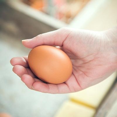 【訳あり品】 ふるさと納税 厚真町 2023年12月発送開始『定期便』小林農園の平飼い卵(有精卵)25個【S-030】全12回 【YWU1362967922】(49680円)