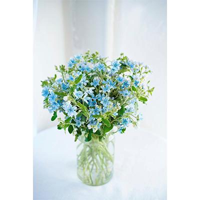 【メール便】 ふるさと納税 芸西村 2024年1月発送開始『定期便』芸西村産生花ブルースター花束 ブーケ 初回花瓶付 延命剤付全12回 【VQL3307553122】(120560円)