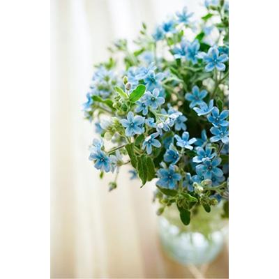 【メール便】 ふるさと納税 芸西村 2024年1月発送開始『定期便』芸西村産生花ブルースター花束 ブーケ 初回花瓶付 延命剤付全12回 【VQL3307553122】(120560円)