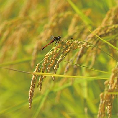 【通常品】 ふるさと納税 南魚沼市 【2024年4月下旬発送】6年連続金賞南魚沼産コシヒカリ30kg(5kg×6個)農薬化学肥料不使用 【UOI3180253860】(115920円)