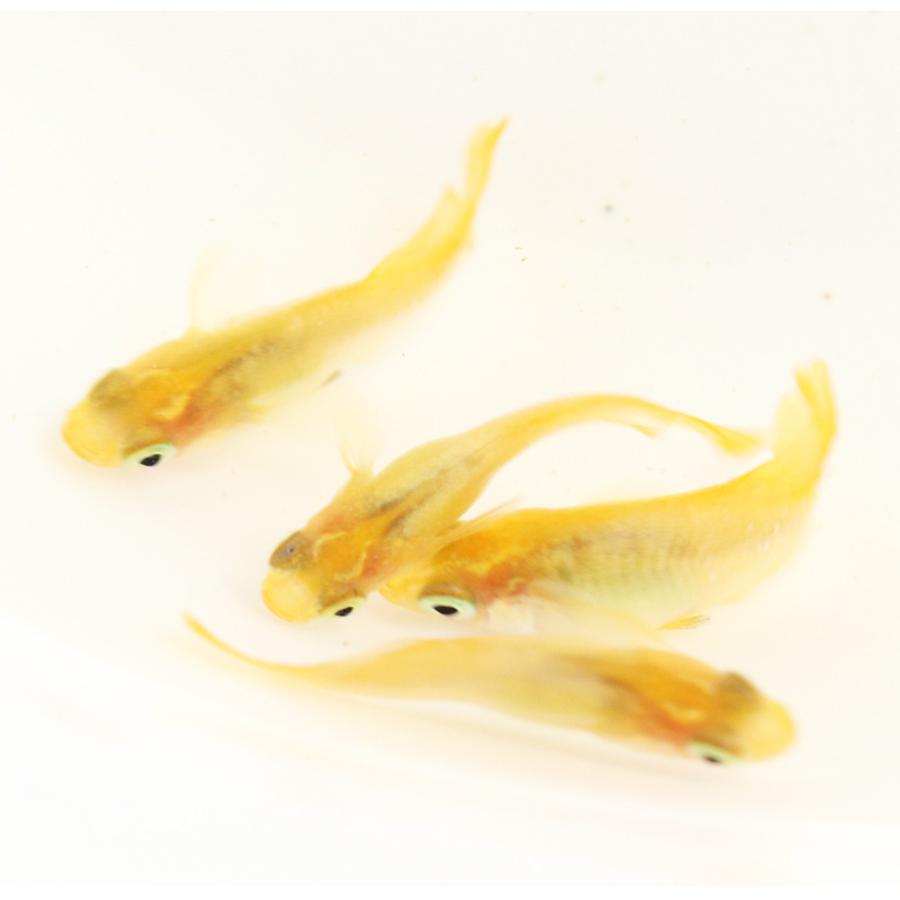 ヒカリさま専用　黄色のみ Amazon | 【HIKARI独占販売】LED蛍光灯 20w形 直管 58cm 85V