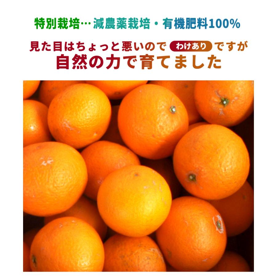 清見オレンジ 特別栽培 わけあり 3kg ／ 送料無料 減農薬栽培 有機肥料100% 清見 オレンジ 清見タンゴール きよみ 和歌山 柑橘 産地直送 贈答 ギフト｜y-shikazo｜02