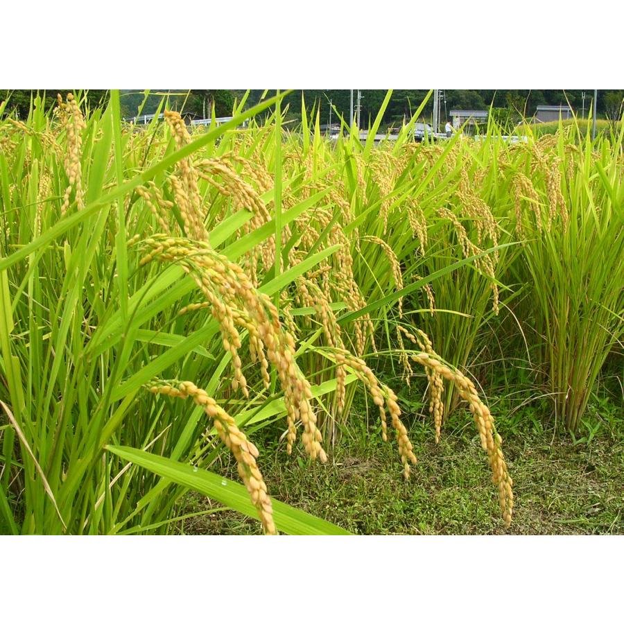 米穀店 食の健康社 米 10kg (5kg×2) 白米 令和7年産 広島県産 ファーム