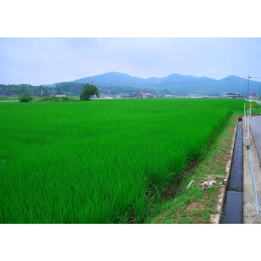米穀店 食の健康社 米 10kg (5kg×2) 玄米 令和7年産 広島県産 ファーム