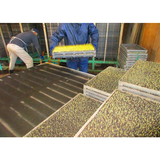米穀店 食の健康社 【 数量限定】広島県産 ファーム永田の特別 米穀店 食の健康社 【 数量限定】広島県産 ファーム永田の特別