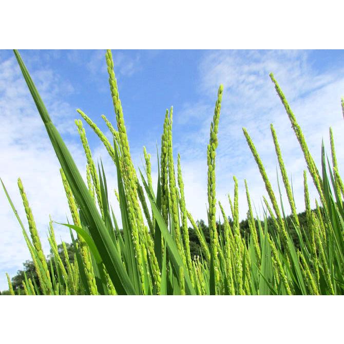 米穀店 食の健康社 【 数量限定 】広島県産 あきさかり 玄米 米穀店 食の健康社 【 数量限定 】広島県産 あきさかり 玄米