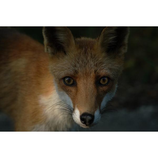 SIGMA(シグマ) カメラレンズ　100-400mm F5-6.3 DG DN OS　Contemporary    ［FUJIFILM X /ズームレンズ］ | シグマ | 04