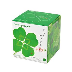 聖新陶芸 きっとみつかる四つ葉のクローバー栽培セット | 