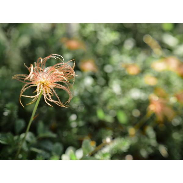 OMSYSTEM カメラレンズ M.ZUIKO DIGITAL ED 20mm F1.4 PRO    ［マイクロフォーサーズ /単焦点レンズ］ [代引不可] |  | 12