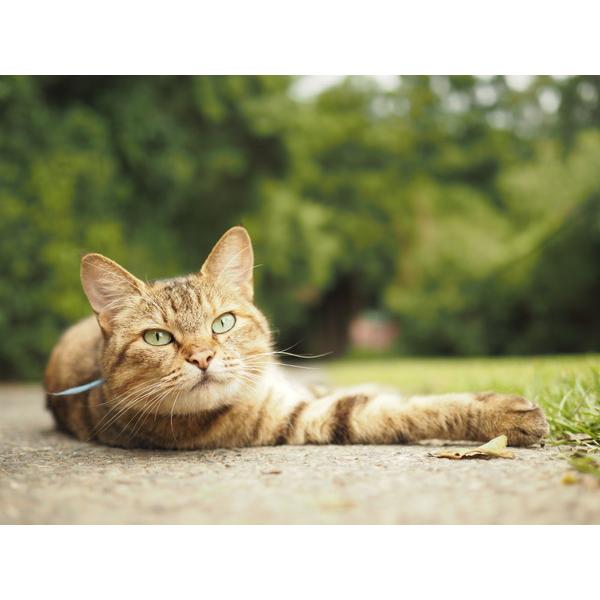 OMSYSTEM カメラレンズ M.ZUIKO DIGITAL ED 20mm F1.4 PRO    ［マイクロフォーサーズ /単焦点レンズ］ [代引不可] |  | 17