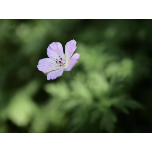 OMSYSTEM カメラレンズ M.ZUIKO DIGITAL ED 20mm F1.4 PRO    ［マイクロフォーサーズ /単焦点レンズ］ [代引不可] |  | 08