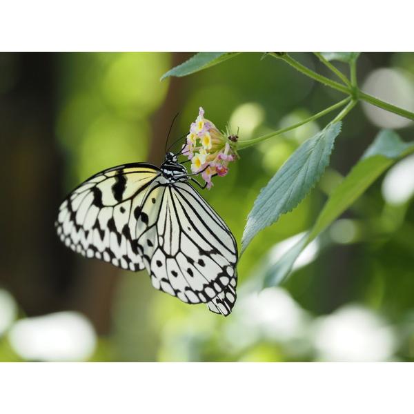 OMSYSTEM カメラレンズ M.ZUIKO DIGITAL ED 40-150mm F4.0 PRO    ［マイクロフォーサーズ /ズームレンズ］ [代引不可] |  | 04