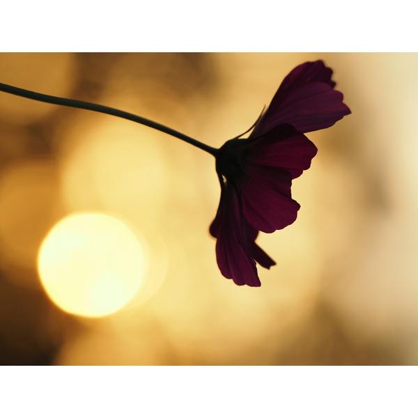 OMSYSTEM カメラレンズ M.ZUIKO DIGITAL ED 40-150mm F4.0 PRO    ［マイクロフォーサーズ /ズームレンズ］ [代引不可] |  | 05