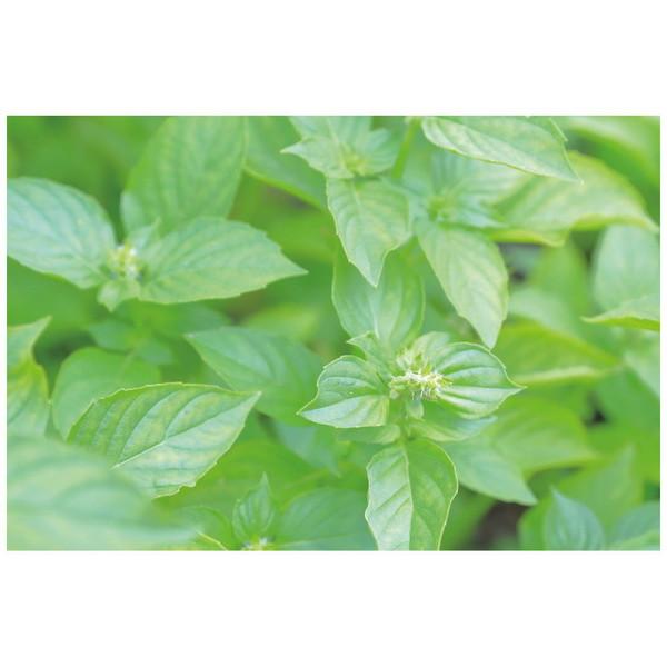 アーテック カプセルガーデンBOXセット   102921 | アーテック | 02