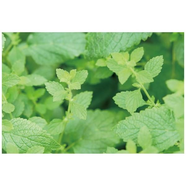 アーテック カプセルガーデンBOXセット   102921 | アーテック | 04