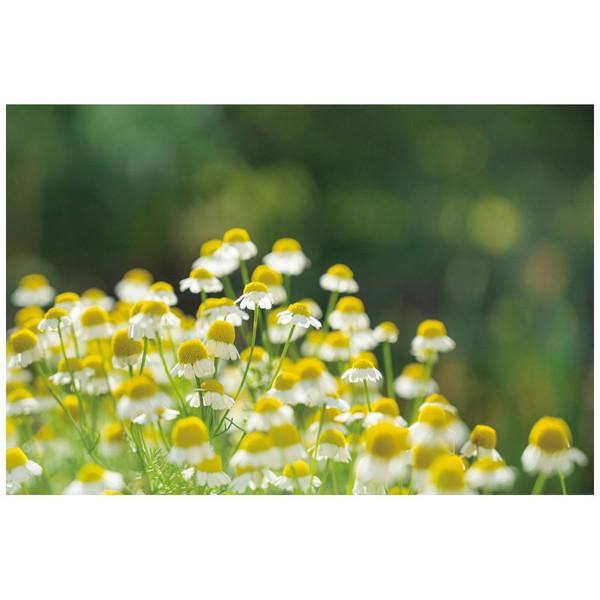 アーテック カプセルガーデンBOXセット   102921 | アーテック | 05