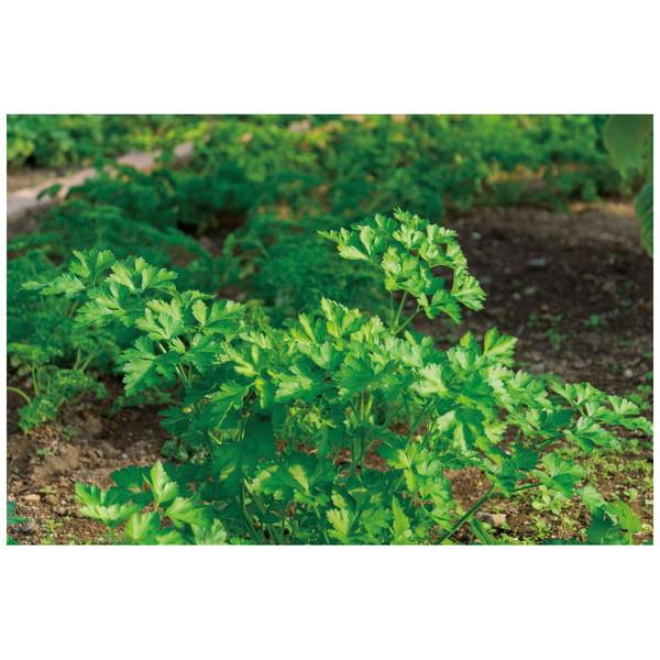 アーテック カプセルガーデンBOXセット   102921 | アーテック | 06