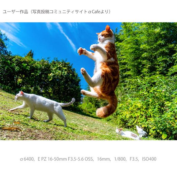 SONY(ソニー) α6400 高倍率ズームレンズキット ILCE-6400M-B ブラック [ソニーEマウント(APS-C)] ミラーレスカメラ 【864】 | SONY | 12