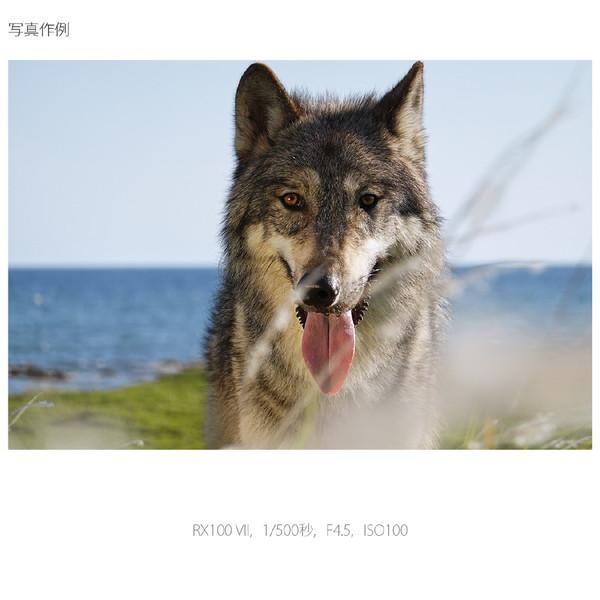 SONY(ソニー) Cyber-shot DSC-RX100M7 大型センサー搭載デジタルカメラ サイバーショット [振込不可][代引不可] | SONY | 12