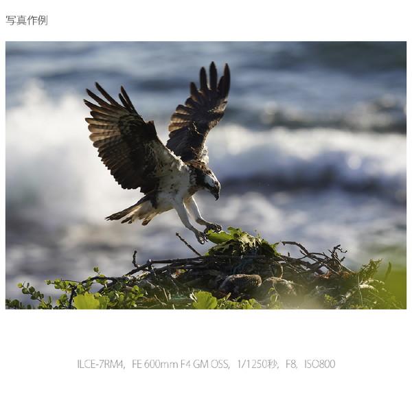 SONY(ソニー) α7R IV ミラーレス一眼カメラ   ILCE-7RM4A ［ボディ単体］ | SONY | 05