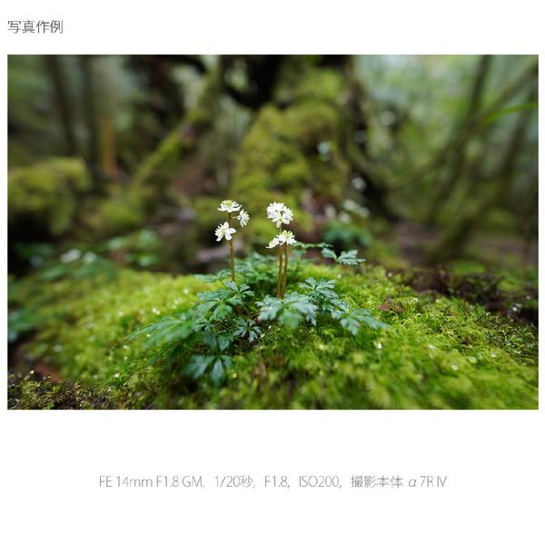 SONY(ソニー) カメラレンズ FE 14mm F1.8 GM   SEL14F18GM ［ソニーE /単焦点レンズ］ [代引不可] | SONY | 11