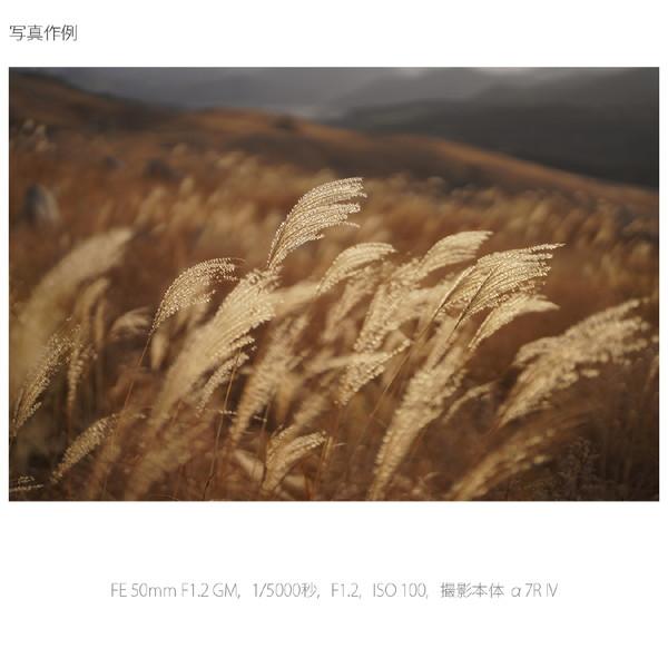 SONY(ソニー) カメラレンズ FE 50mm F1.2 GM   SEL50F12GM ［ソニーE /単焦点レンズ］ [代引不可] | SONY | 13