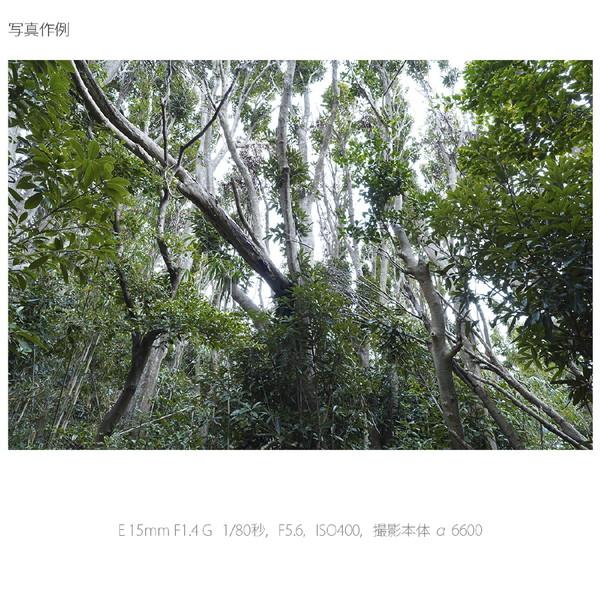 SONY(ソニー) カメラレンズ E 15mm F1.4 G   SEL15F14G ［ソニーE /単焦点レンズ］ 【864】 [代引不可] | SONY | 11