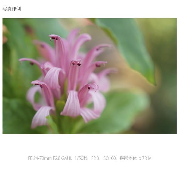 SONY(ソニー) カメラレンズ  FE 24-70mm F2.8 GM II   SEL2470GM2 ［ソニーE /ズームレンズ］ [代引不可] | SONY | 15