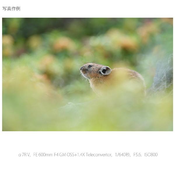 SONY(ソニー) α7R V ミラーレス一眼カメラ   ILCE-7RM5 ［ボディ単体］ | SONY | 20