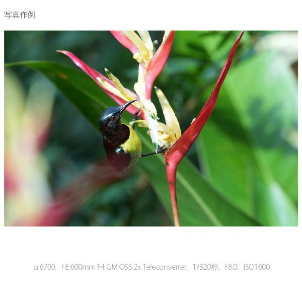 SONY(ソニー) α6700 ミラーレス一眼カメラ   ILCE-6700 B ［ボディ単体］ [振込不可][代引不可] | SONY | 16