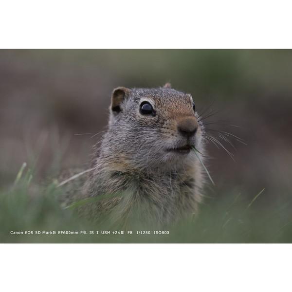 Canon(キヤノン) EOS 5D Mark IV ボディ [キヤノンEFマウント] フルサイズデジタル一眼レフカメラ [振込不可] | キヤノン | 08