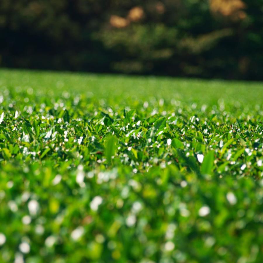 UCC上島珈琲 UCC ドリップポッド DRIP POD 静岡まろみ焙じ茶 12P   DPRT002 |  | 05