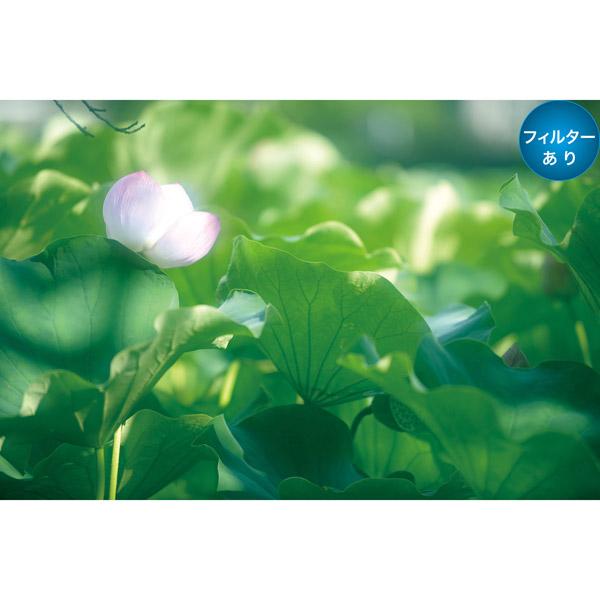 Marumi(マルミ光機) 72mm DHGソフトファンタジー 【864】 | マルミ光機 | 05