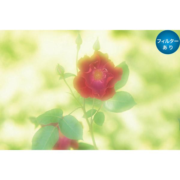 Marumi(マルミ光機) 55mm DHGソフトファンタジー2 【864】 | マルミ光機 | 05