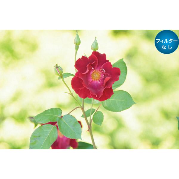 Marumi(マルミ光機) 37mm DHGソフトファンタジー2 【864】 | マルミ光機 | 04