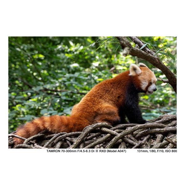 TAMRON(タムロン) カメラレンズ 70-300mm F/4.5-6.3 Di III RXD（Model A047S）    ［ソニーE /ズームレンズ］ | TAMRON | 06