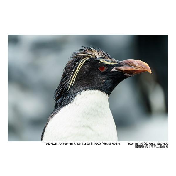 TAMRON(タムロン) カメラレンズ 70-300mm F/4.5-6.3 Di III RXD（Model A047S）    ［ソニーE /ズームレンズ］ | TAMRON | 07