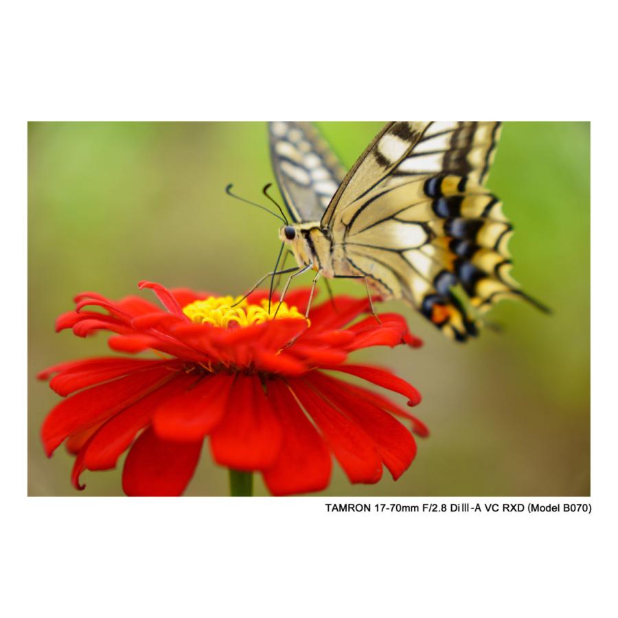 TAMRON(タムロン) カメラレンズ 17-70mm F/2.8 Di III-A VC RXD（Model B070S）    ［ソニーE /ズームレンズ］ [振込不可] | TAMRON | 07