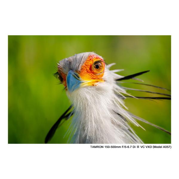 TAMRON(タムロン) カメラレンズ 150-500mm F/5-6.7 Di III VC VXD（Model A057S）    ［ソニーE /ズームレンズ］ | TAMRON | 08