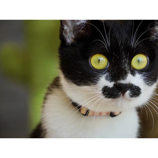 TAMRON(タムロン) カメラレンズ 18-300mm F/3.5-6.3 Di III-A VC VXD（Model B061X）    ［FUJIFILM X /ズームレンズ］ 【864】 [振込不可] | TAMRON | 07