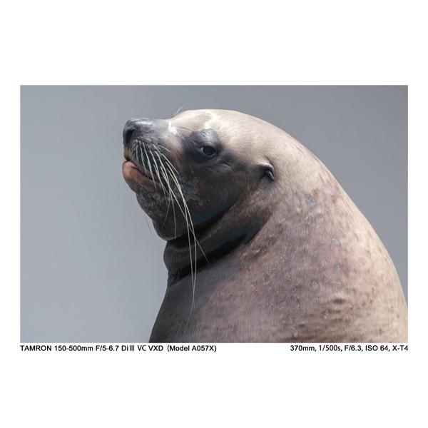 TAMRON(タムロン) カメラレンズ 150-500mm F/5-6.7 Di III VC VXD（Model A057X）    ［FUJIFILM X /ズームレンズ］ [振込不可][代引不可] | TAMRON | 12